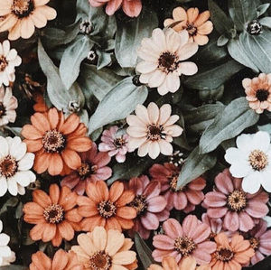 Meet your Posher, Maysun